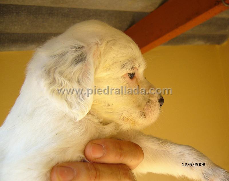 102_0631.JPG - hembra