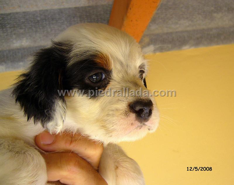 102_0632.JPG - hembra