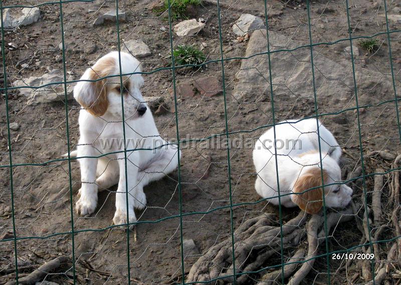 IMG_2954.JPG - dos perritas