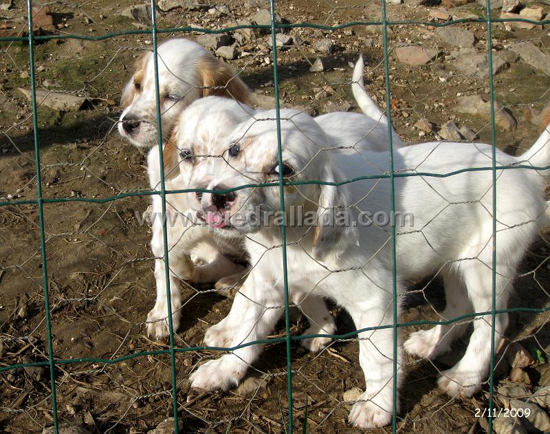 IMG_2981.JPG - El que nos saca la lengua es macho