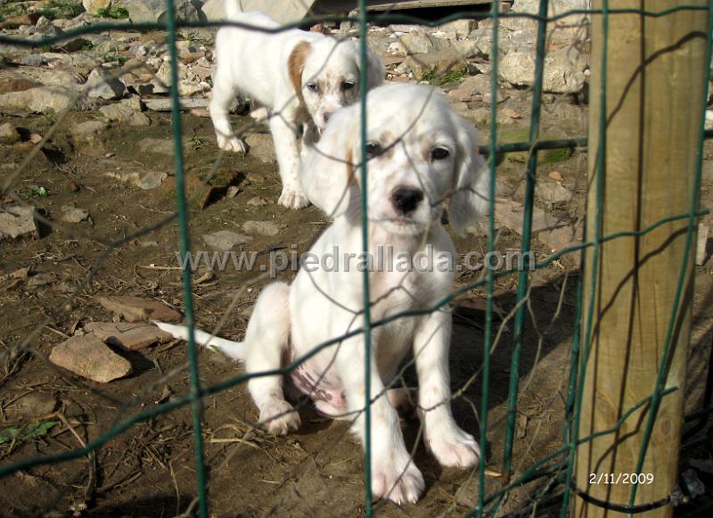 IMG_2982.JPG - Otro macho
