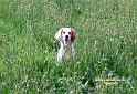 iola_0446