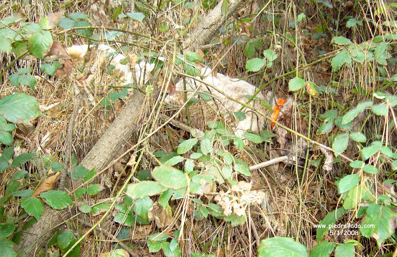 102_0280.JPG - un dificil cobro de Ecora