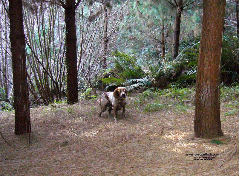 102_0350.JPG - Haro con becada