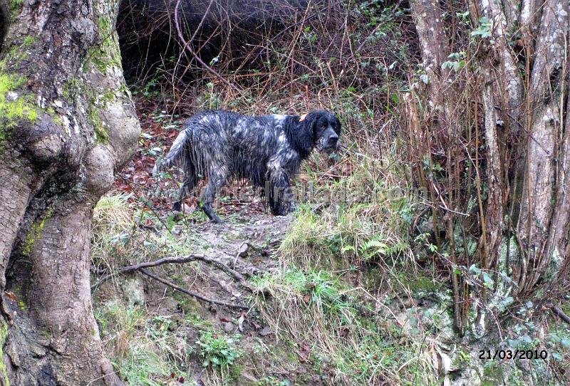 IMG_3620.JPG - Bilbo en Marzo perreando arcea en el Sueve