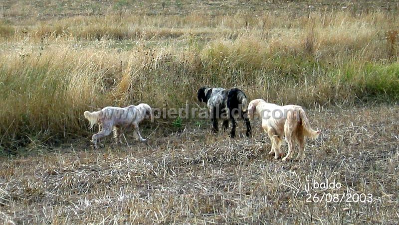 roscales-2058.JPG - Ami, Athos y Boni con codorniz