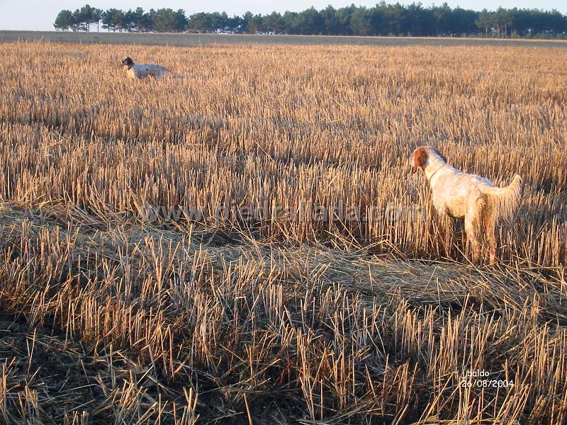 132_3272.jpg - Gamba y Ecora