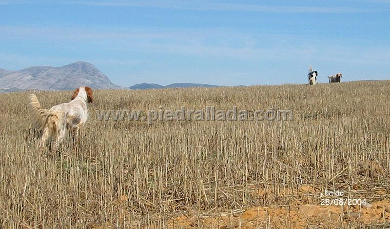 132_3286.jpg - Gamba patronea a Tali y Ecora