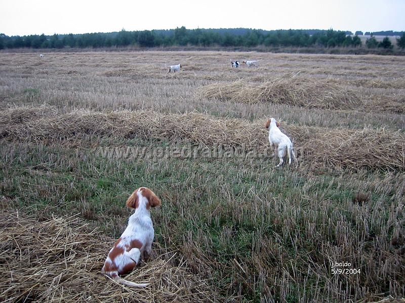 133_3316.jpg - Los cachorros Haro y Hela patroneando a sus mayores