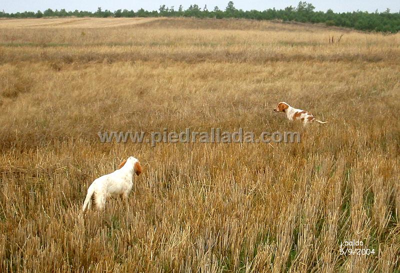133_3319.jpg - Haro y Hela con sus primeras codornices