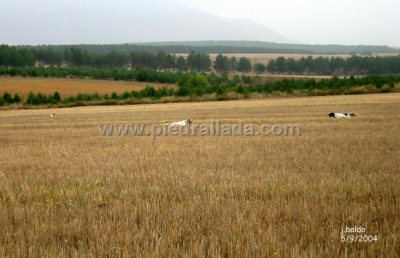 133_3320.jpg - Tali, Ecora y Gamba
