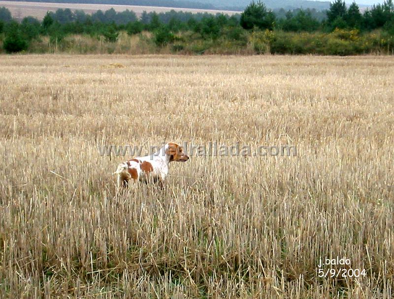 133_3322.jpg - Haro con codorniz