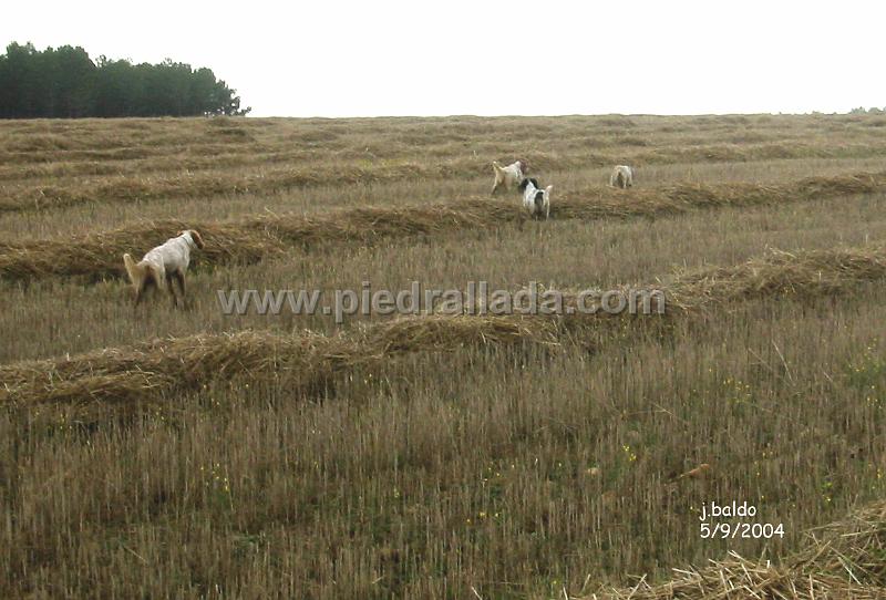 133_3329.jpg - Gamba, Tal, Ecora y Ami