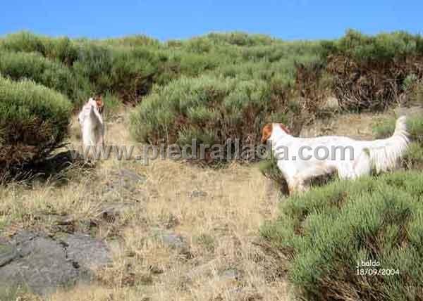 peces_3372w.jpg - Ecora y Gamba en muestra