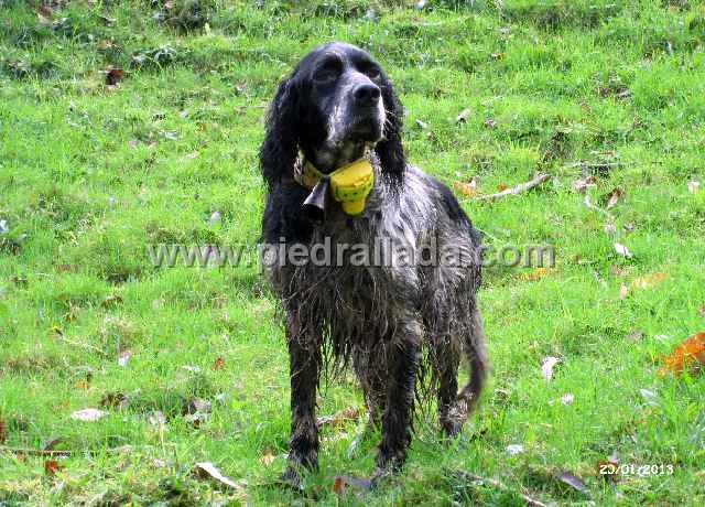 IMG_0184.JPG - Bilbo tras una ma�ana de caza                               