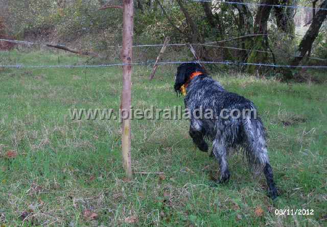 IMG_8221.JPG - Bilbo con becada