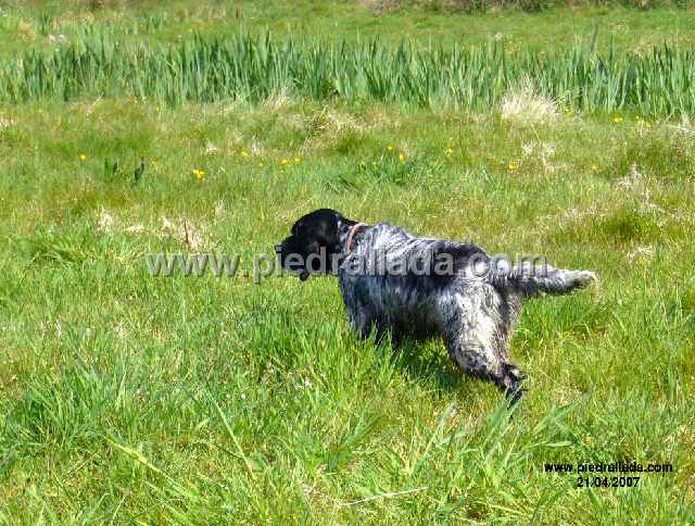bilbo_0229.JPG - Bilbo (Big Jim x Gara de Piedrallada)