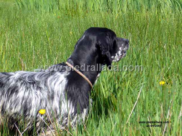 bilbo_0236.JPG - una firme muestra de Bilbo