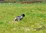 bilbo_0227