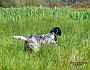 bilbo_0233