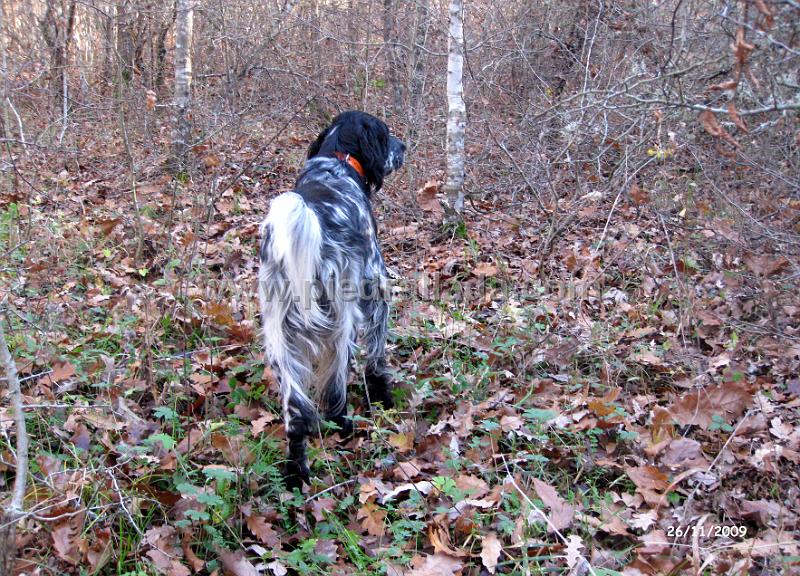 IMG_3112.JPG - Bilbo con becada