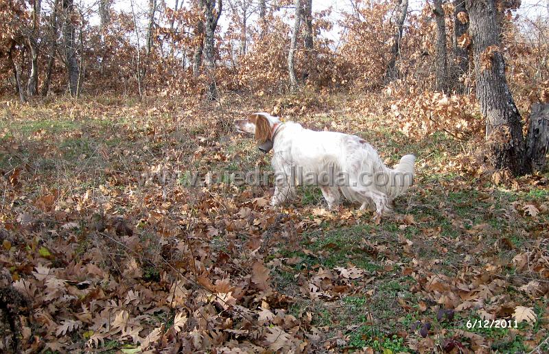 IMG_6456.JPG - Mandi con becada