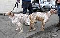 IMG_1784