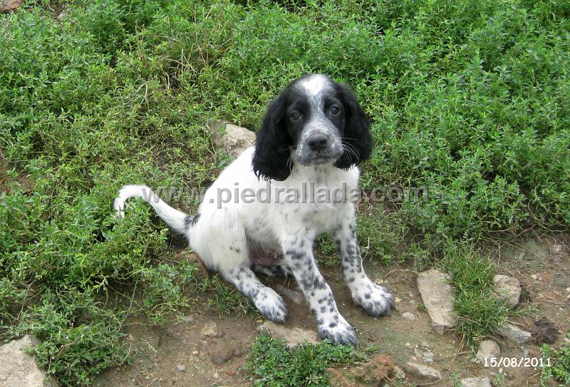 IMG_5935.JPG - Un machete
