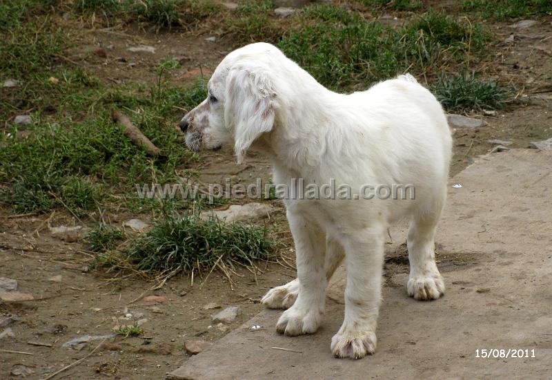 IMG_5936.JPG - El blanco (Odo)