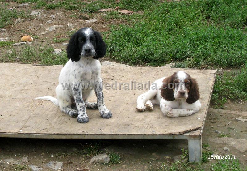 IMG_5943.JPG - Una buena pareja