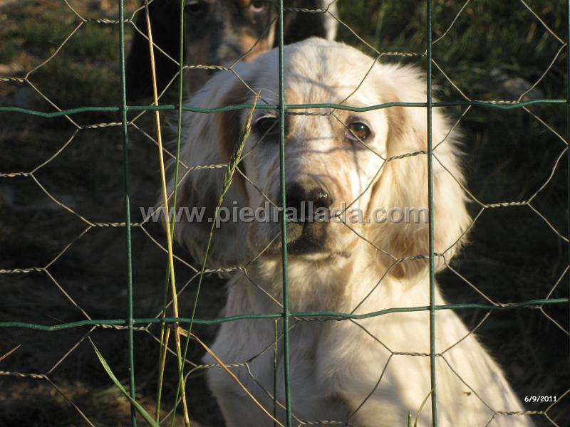 IMG_6066.JPG - El macho blanco (Odo)
