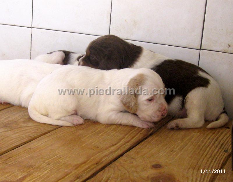 IMG_6255.JPG - Una bonita pareja