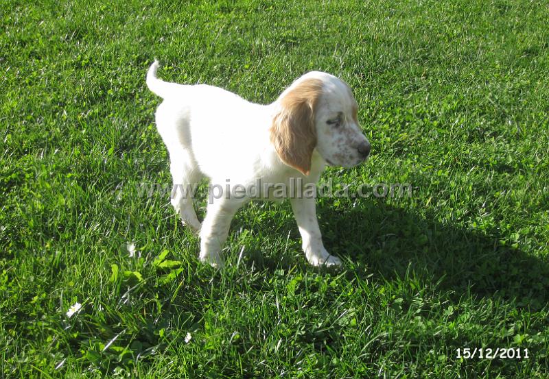 IMG_6485.JPG - Oti en muestra al señuelo