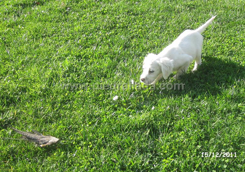 IMG_6486.JPG - Odin en muestra al señuelo