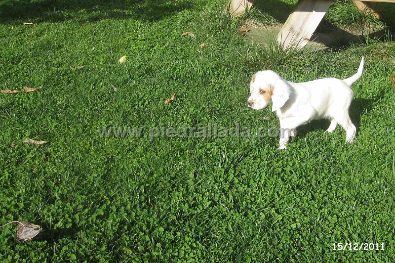 IMG_6489.JPG - Ospa en muestra al señuelo