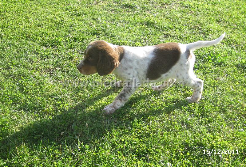 IMG_6491.JPG - Ojer en muestra al señuelo