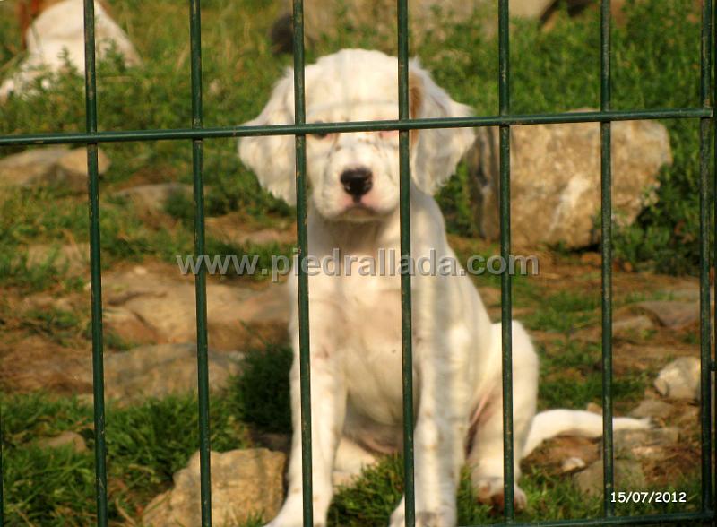 IMG_7548.JPG - Una perrita