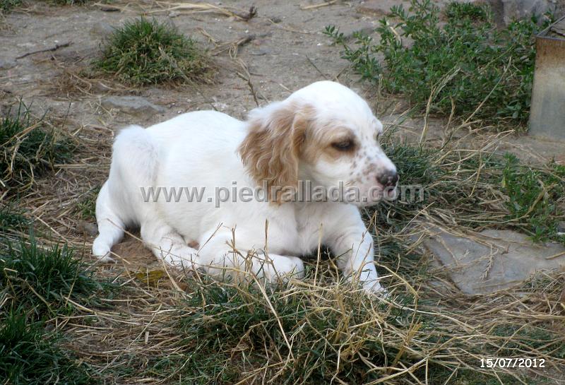 IMG_7551.JPG - Un buen macho