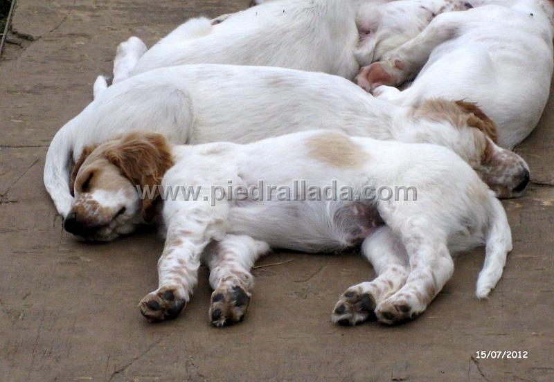 IMG_7552.JPG - Siesta