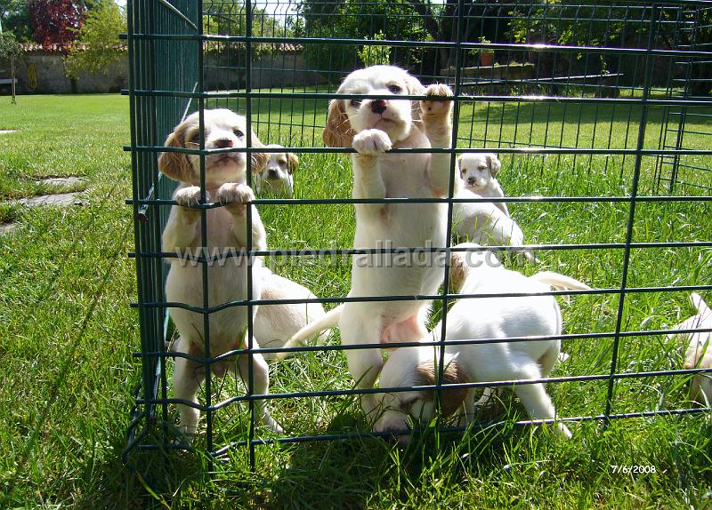 102_0853.JPG - ¿perros o alpinistas?