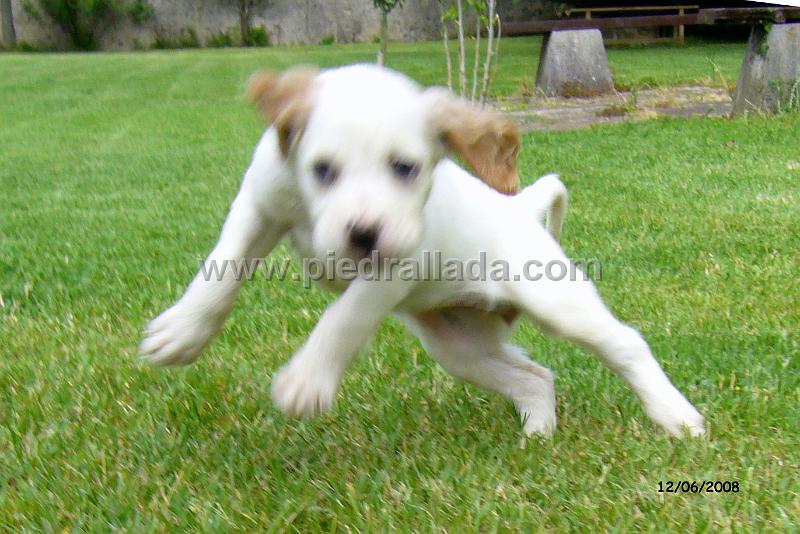 102_0871.JPG - el "perro volador"