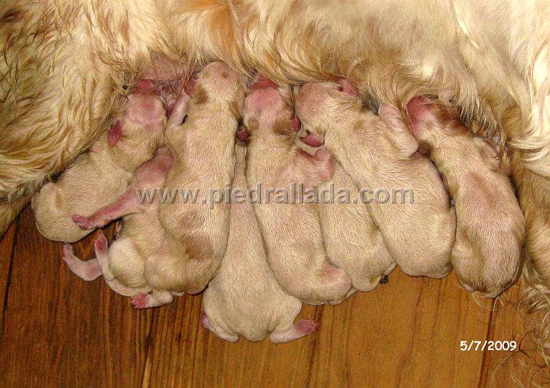 IMG_2201.JPG - Apenas una hora de vida (el que falta está bajo la pata de la madre