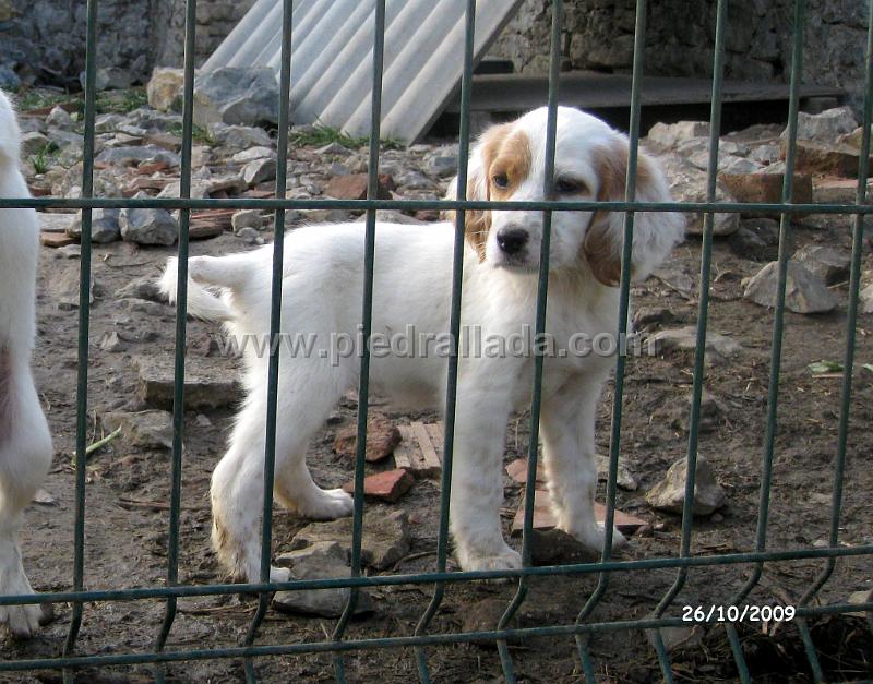 IMG_2951.JPG - La perrita de Tejada