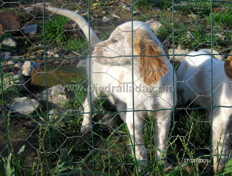 IMG_3047.JPG - Una bonita perrita