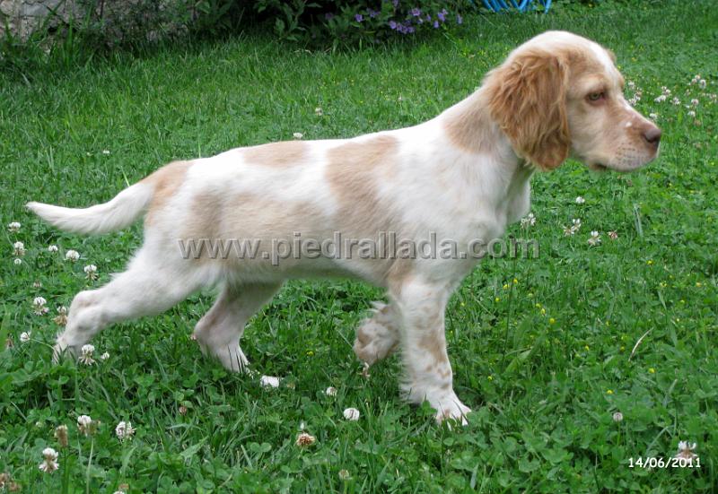 IMG_5655.JPG - Gara con dos meses en muestra al señuelo