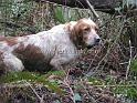 sueve043