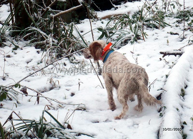 Iola_10357.JPG - Iola con becada y nieve