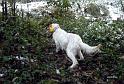 Iola_10354