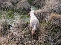 iola_10037