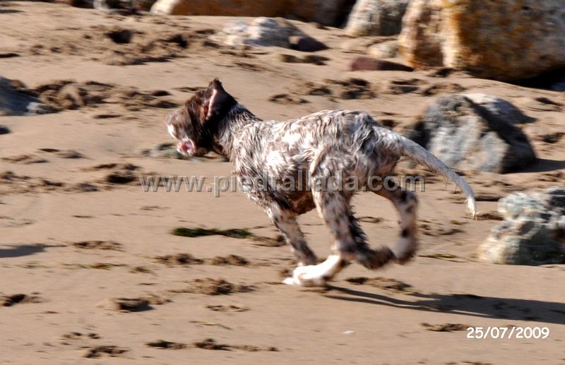 DSC_0004.JPG - Mambo con tres meses disfrutando en la playa